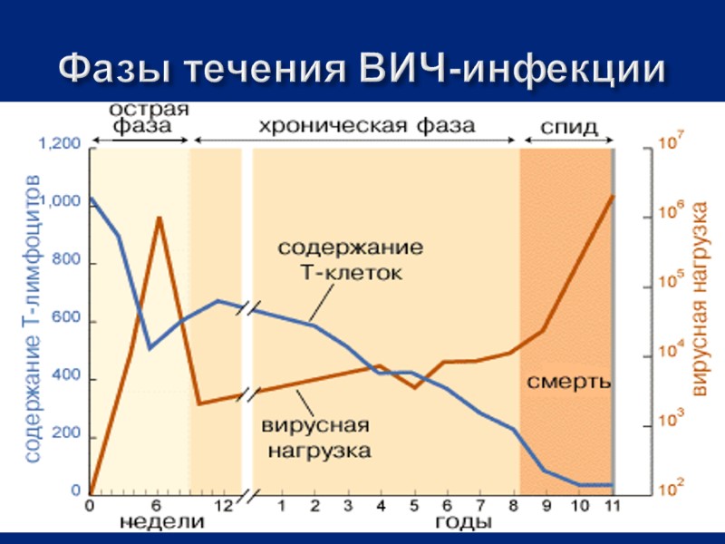 Фазы течения ВИЧ-инфекции
